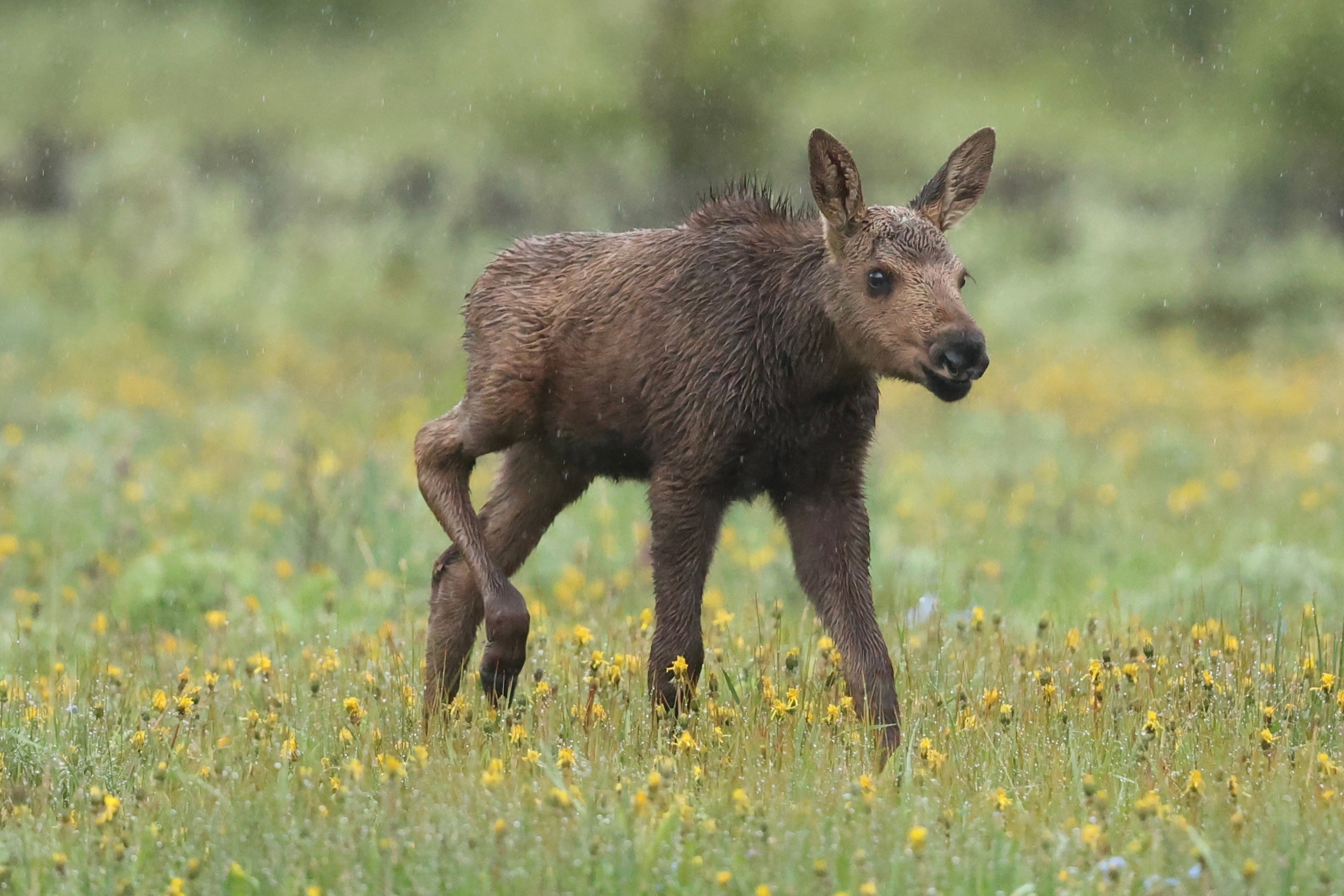 Calf Moose in rain