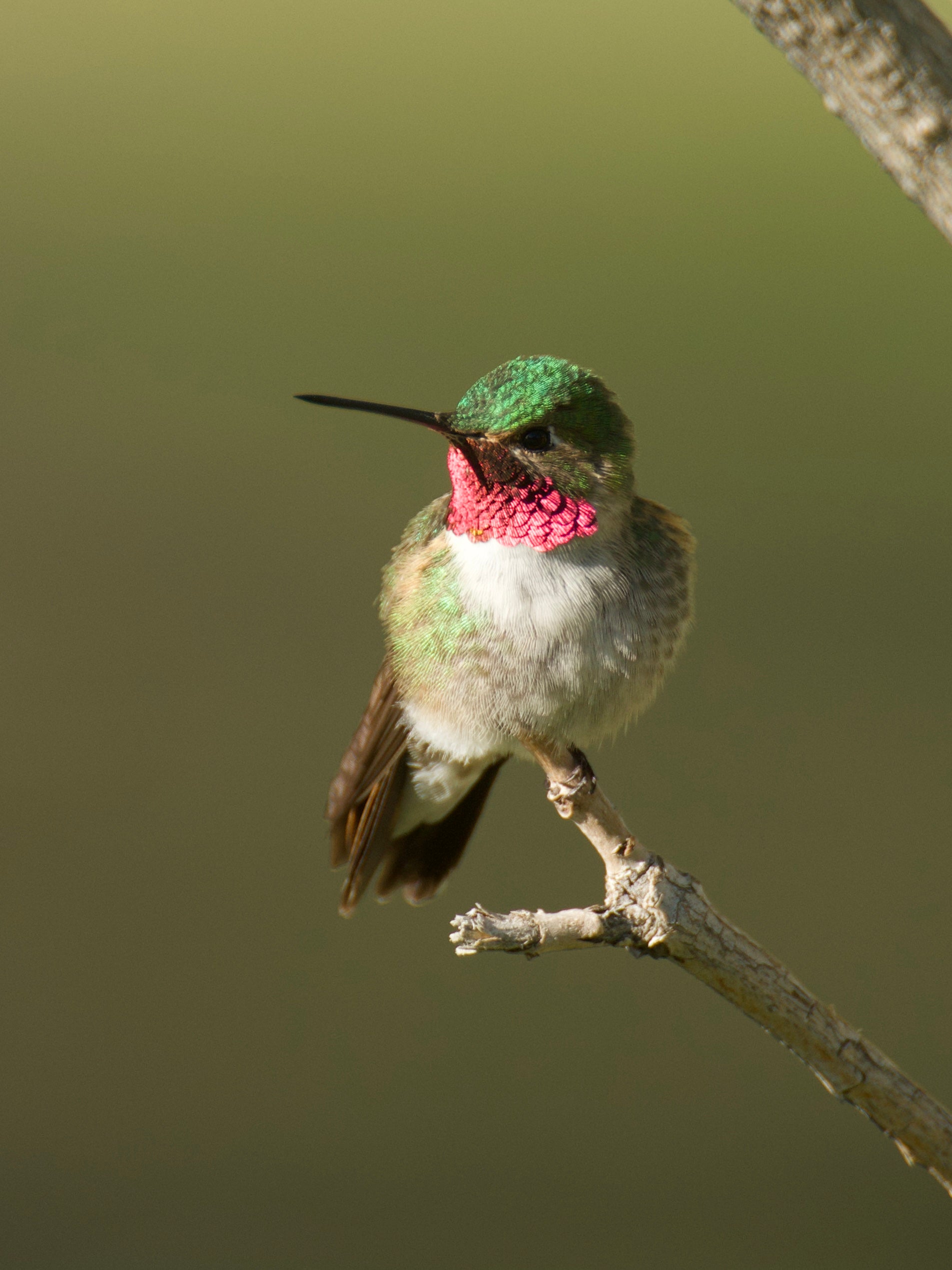 Hummingbird
