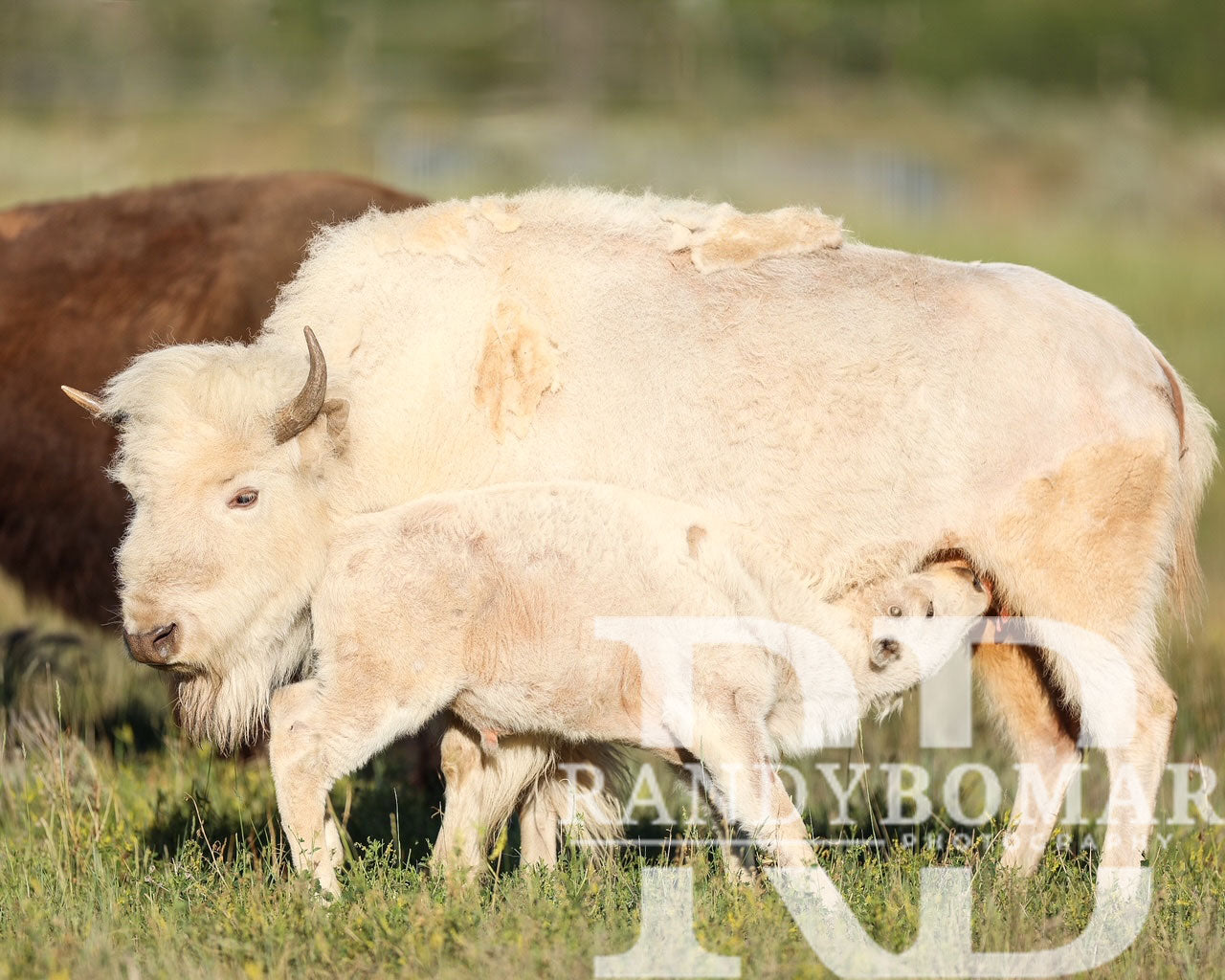 White Bison