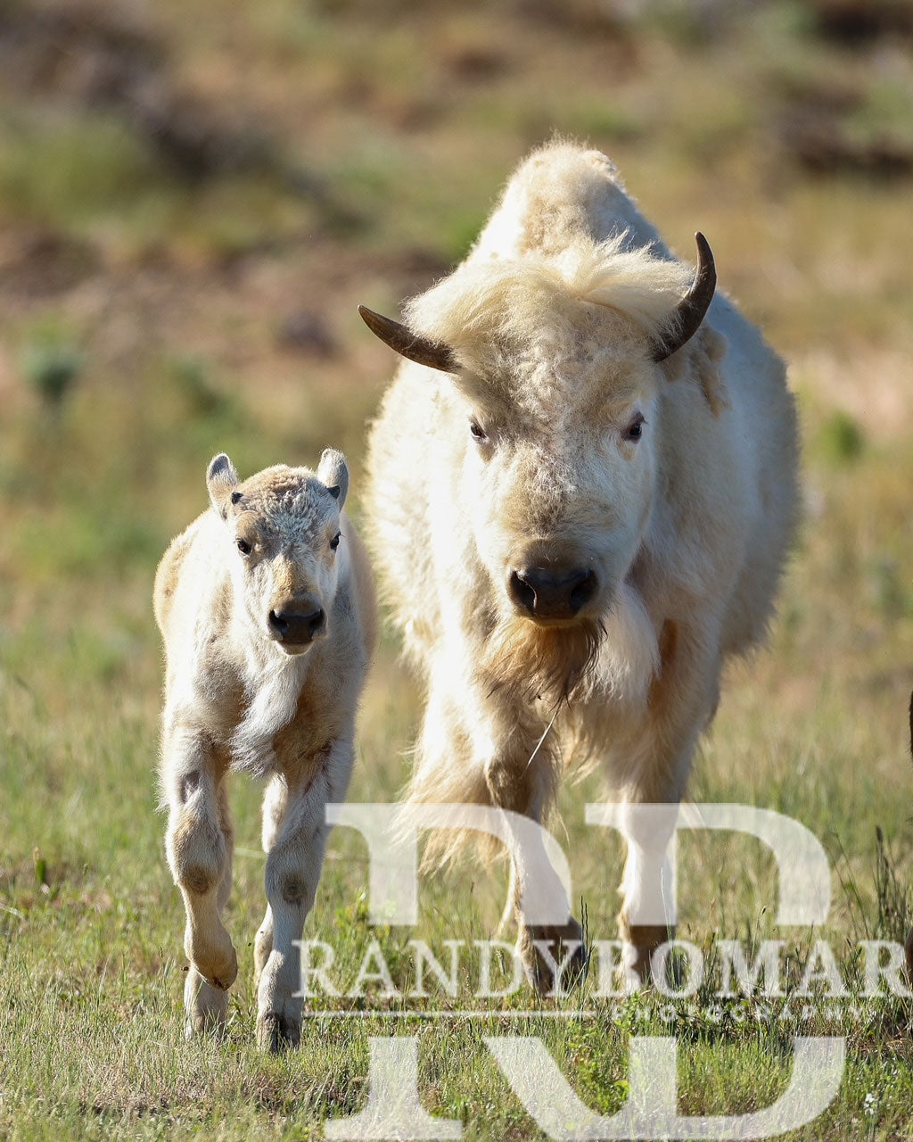 White Bison