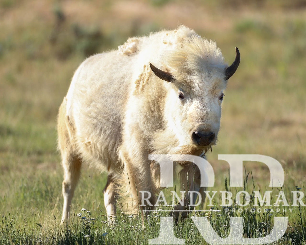 White Bison