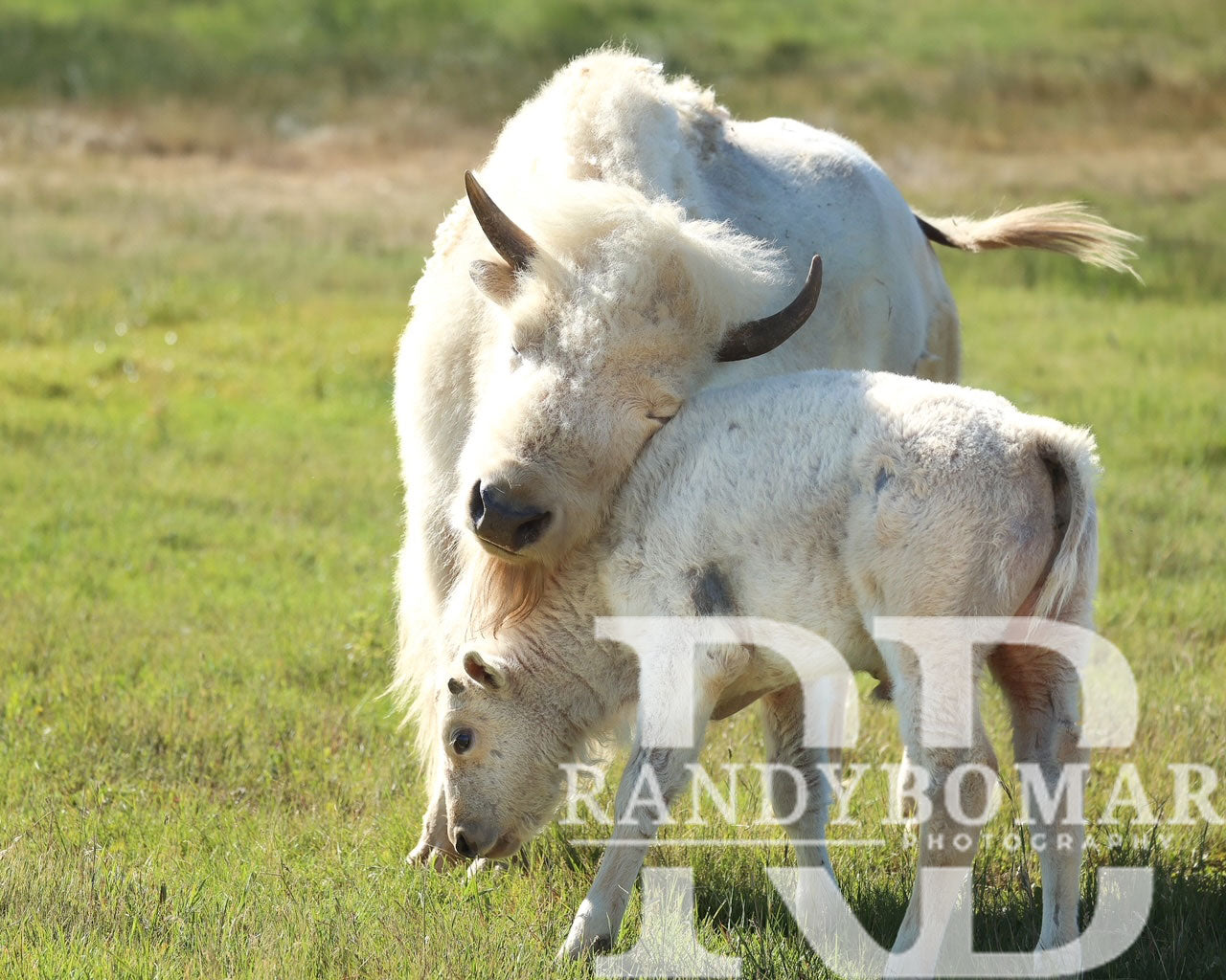 White Bison