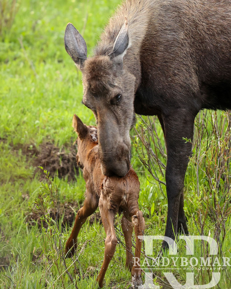 Moose