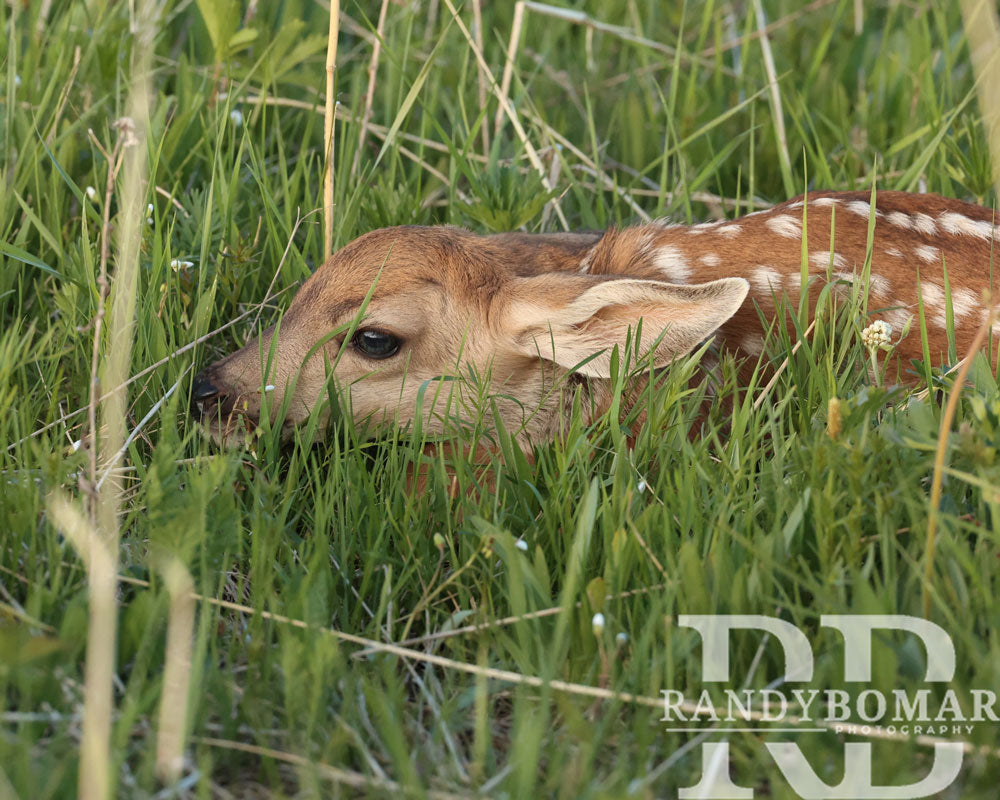 Deer fawn