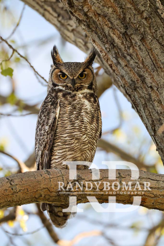 Owls