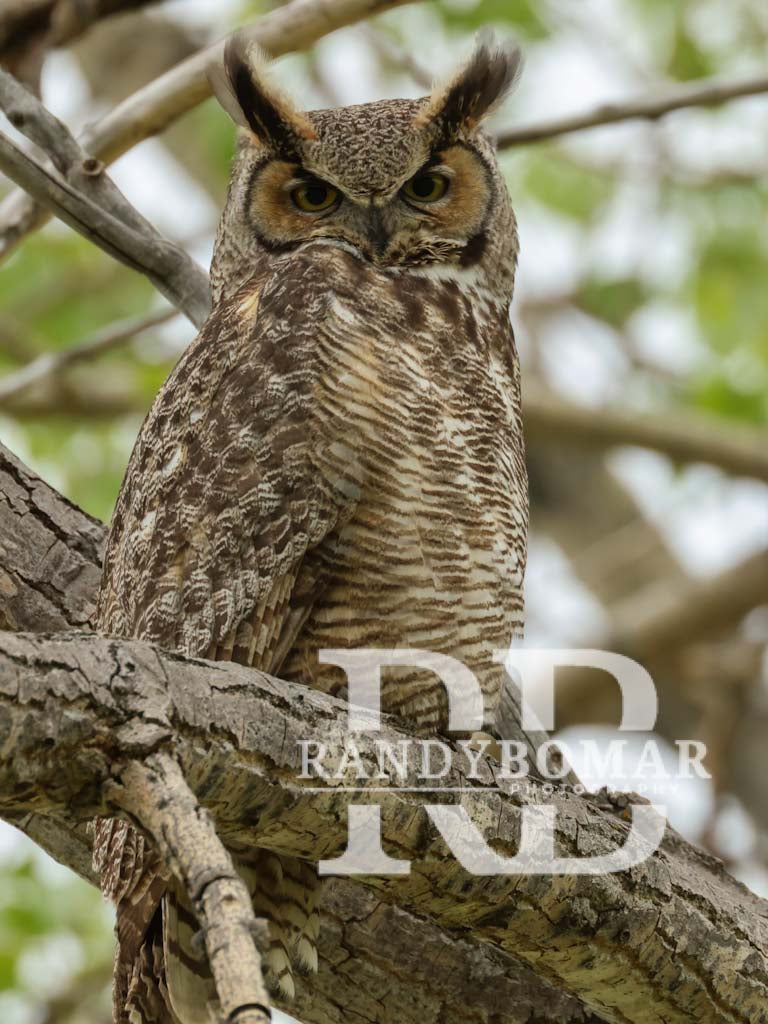 Owls