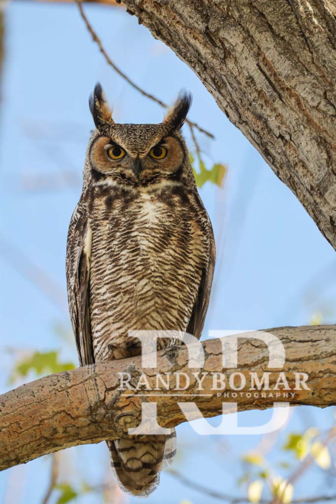 Owls