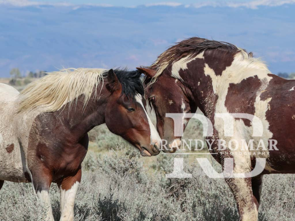 Wild Horse