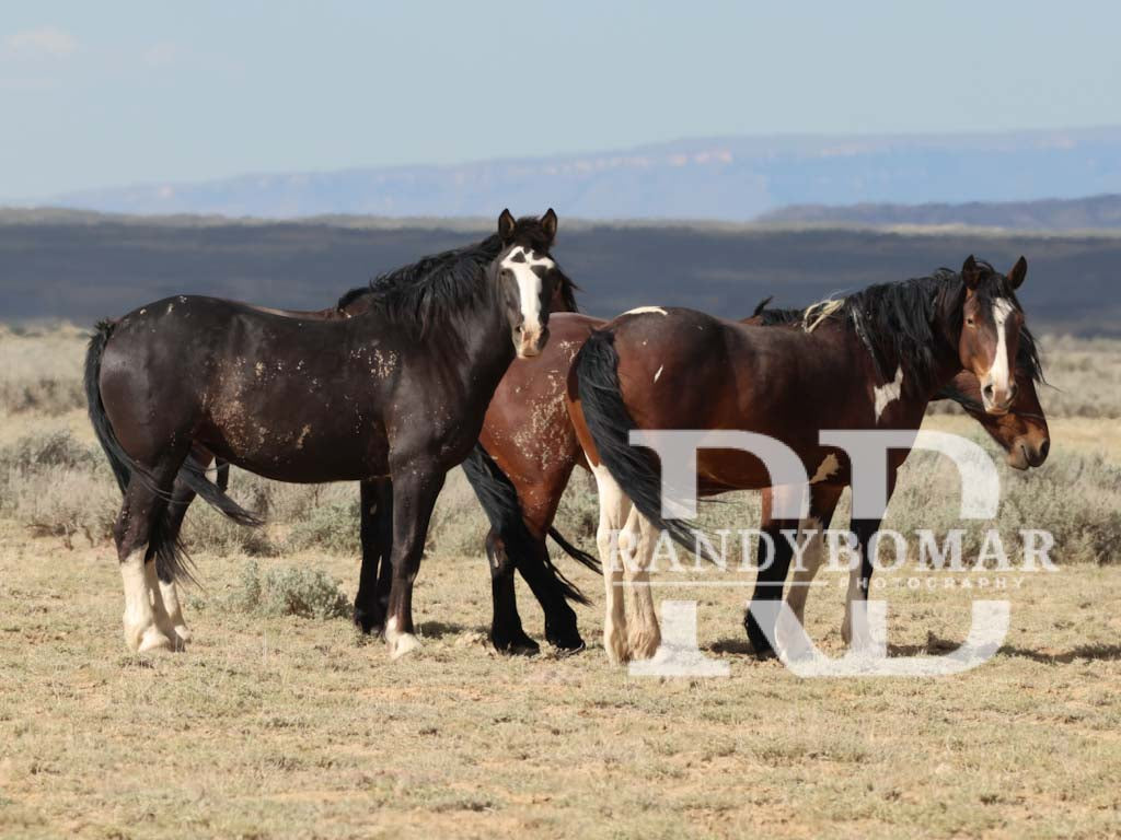 Wild Horse
