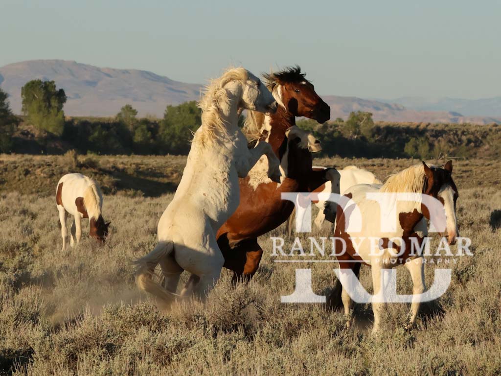 Wild Horse