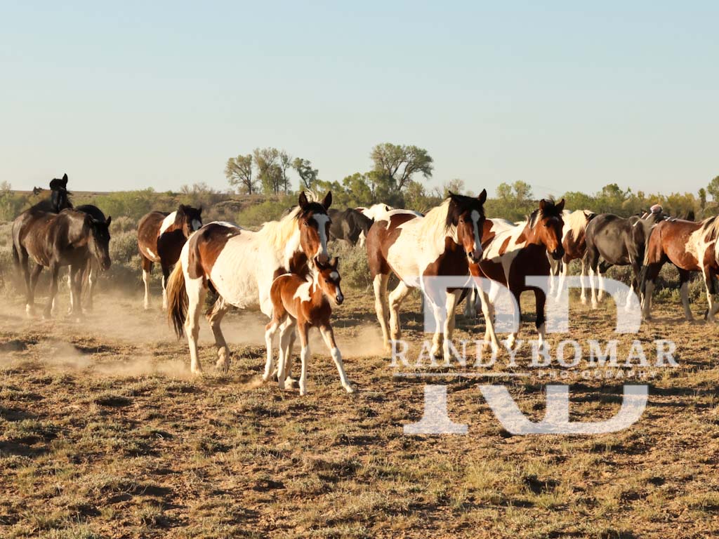 Wild Horse