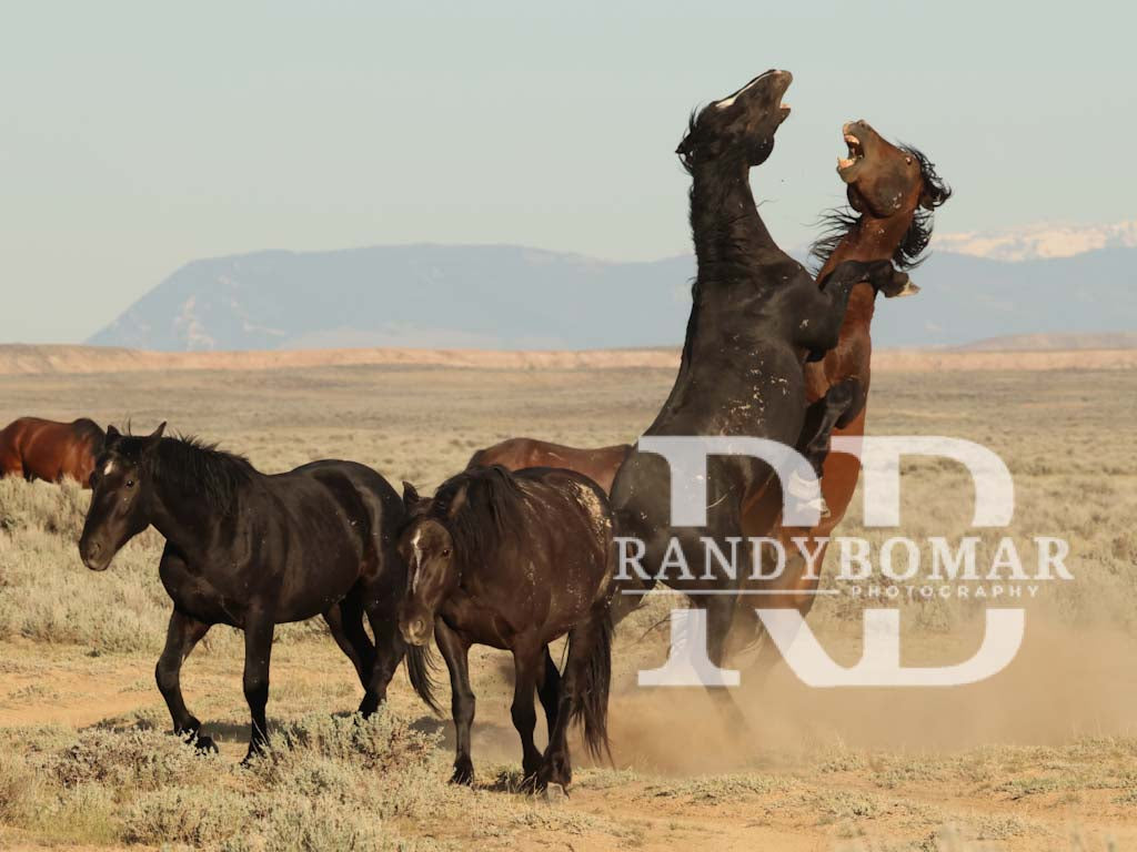 Wild Horse