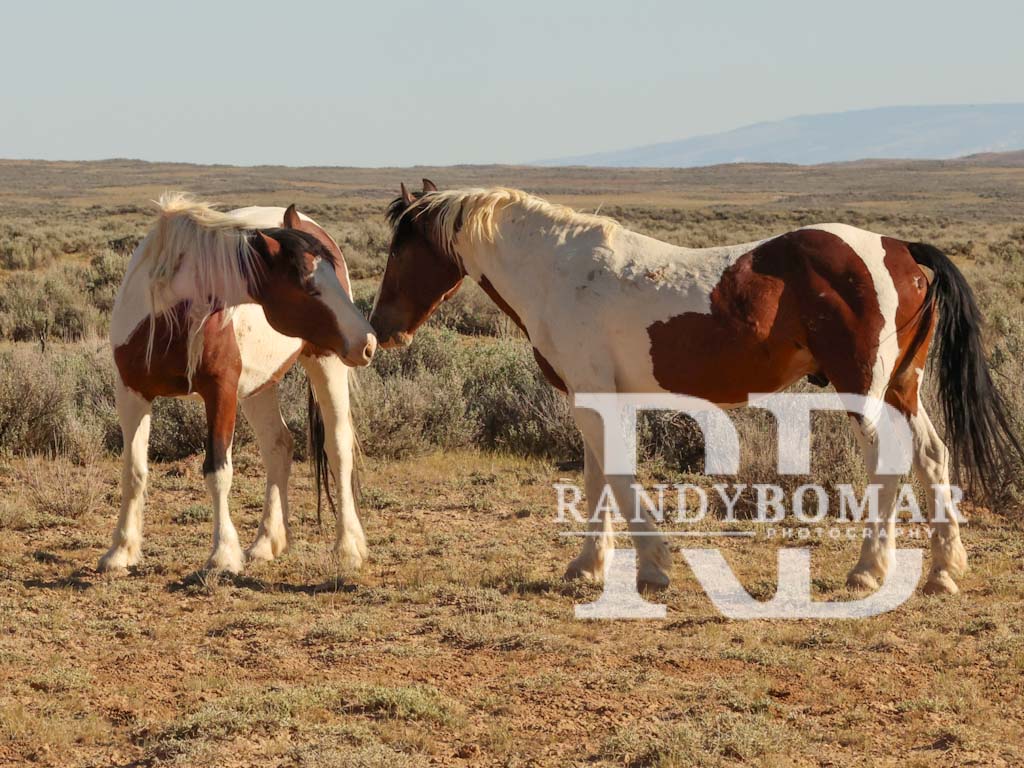 Wild Horse