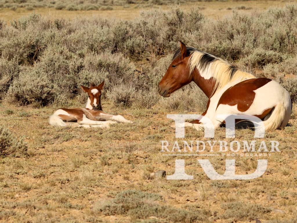 Wild Horse