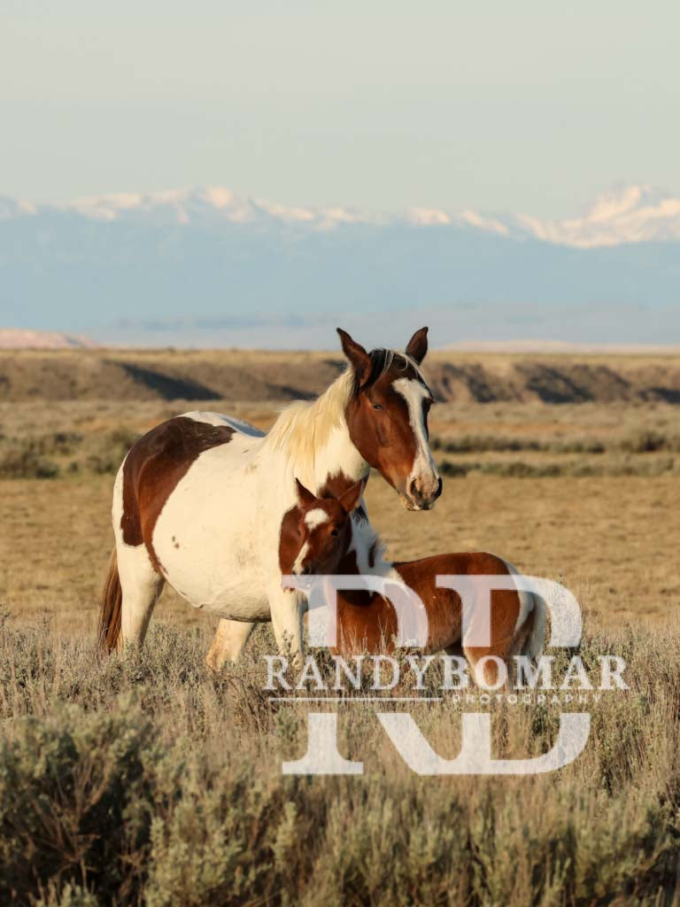Wild Horse