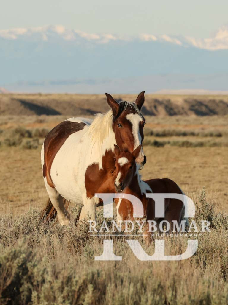 Wild Horse