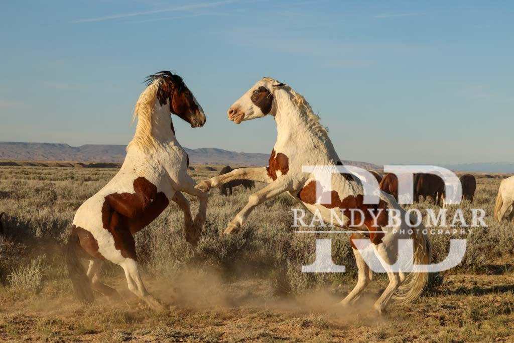 Wild Horse