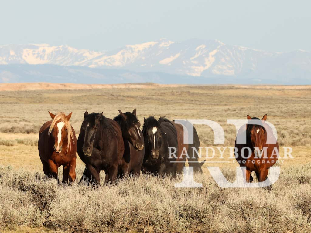 Wild Horse
