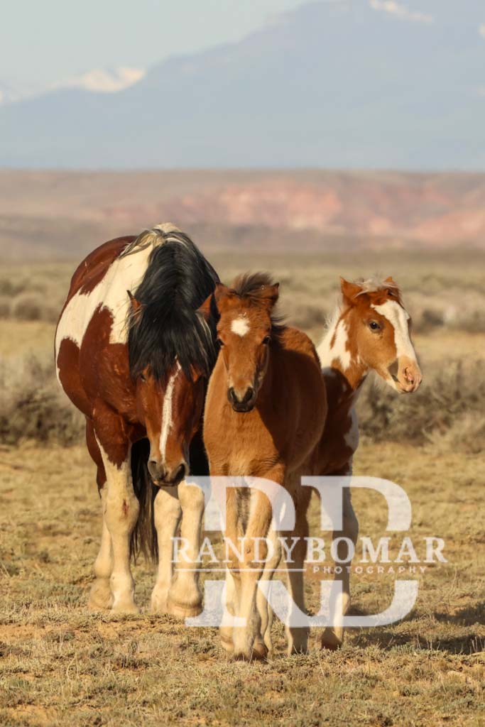 Wild Horse