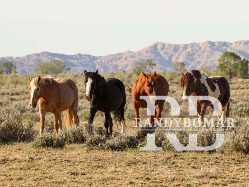Wild Horse