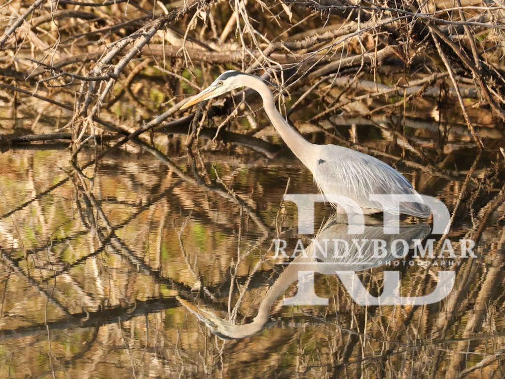 Blue Heron