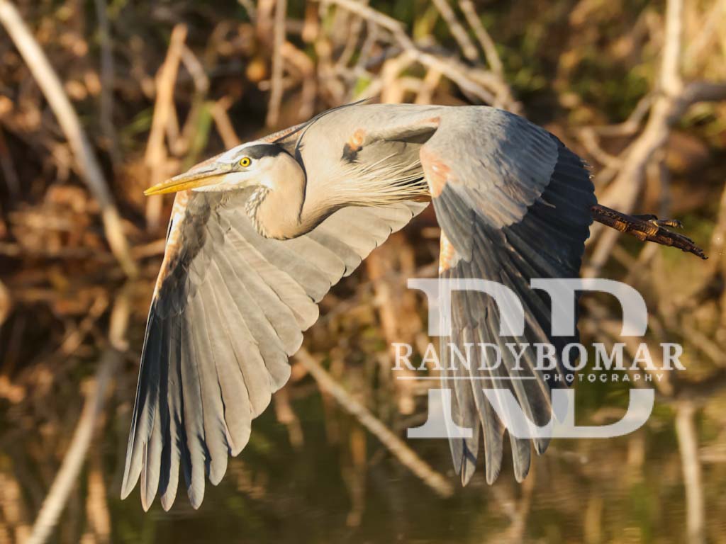 Blue Heron