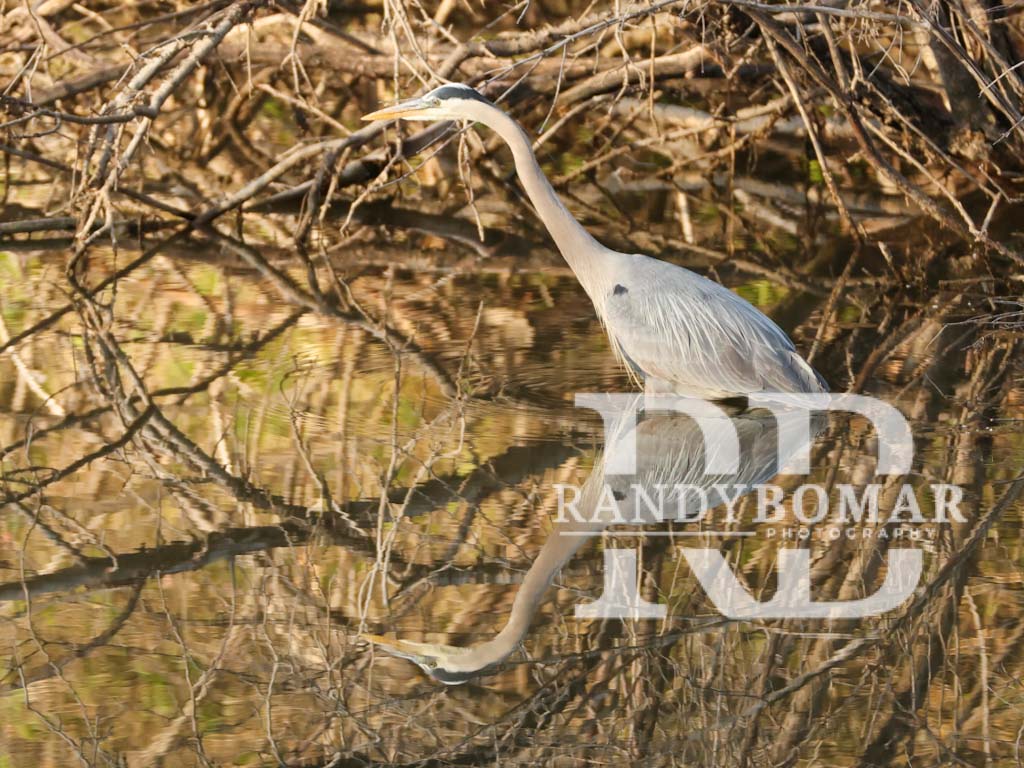 Blue Heron