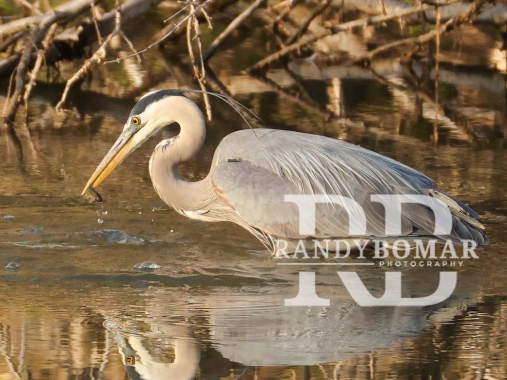 Blue Heron