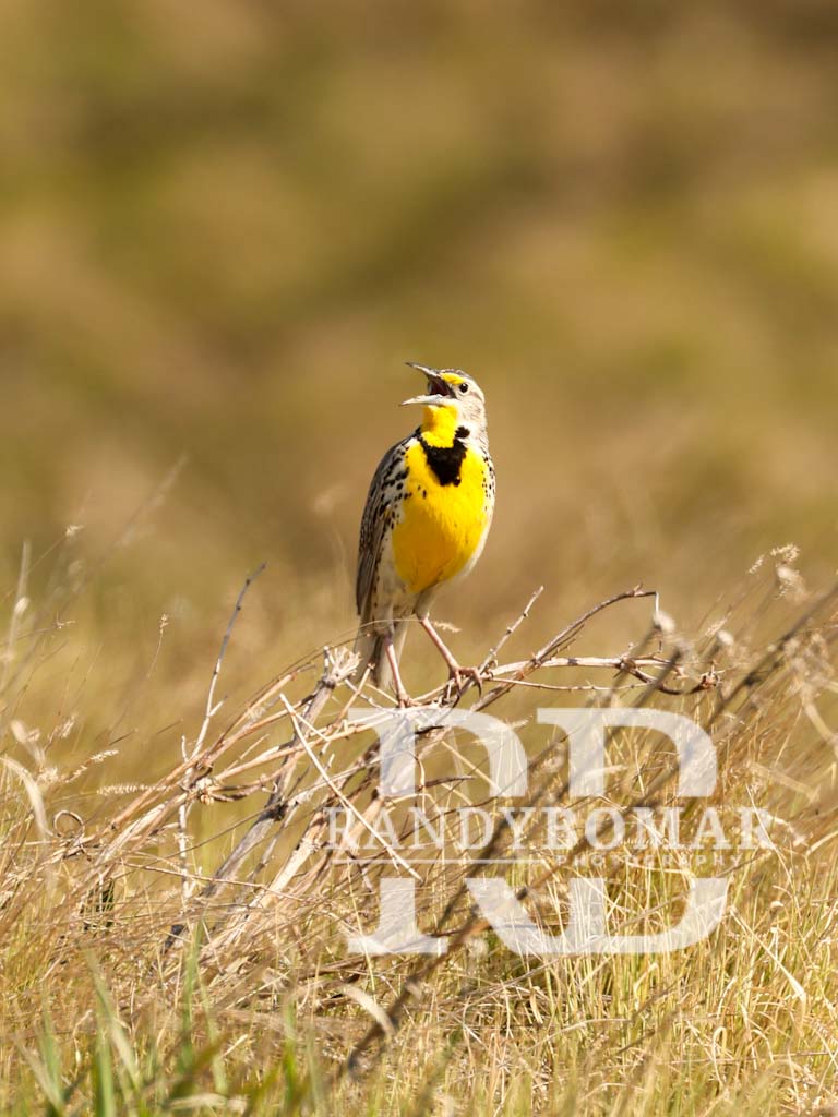 Meadowlark