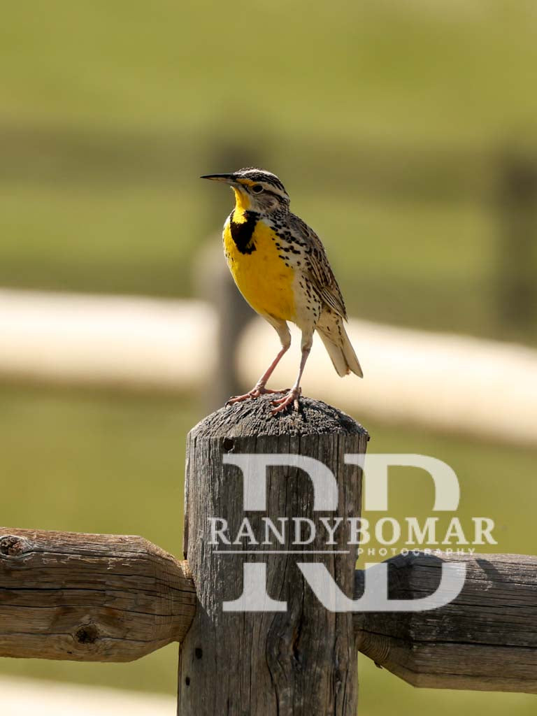Meadowlark