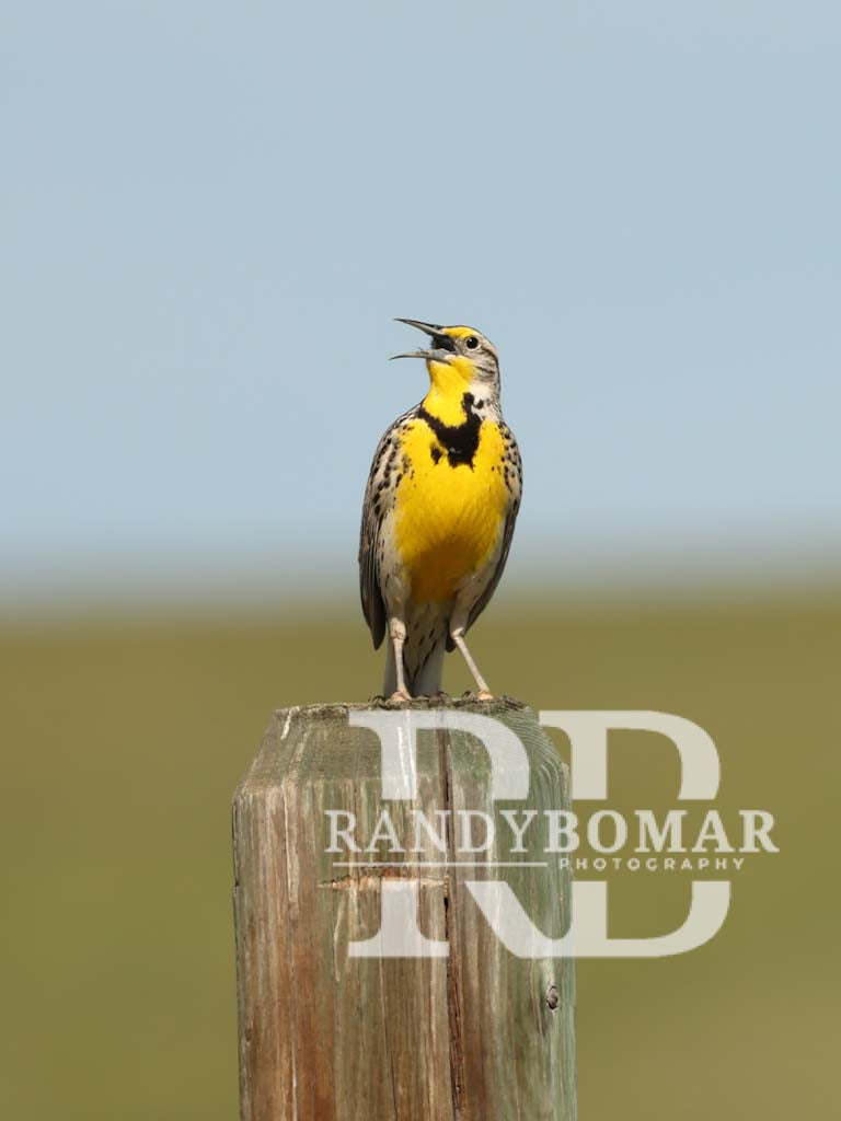 Meadowlark