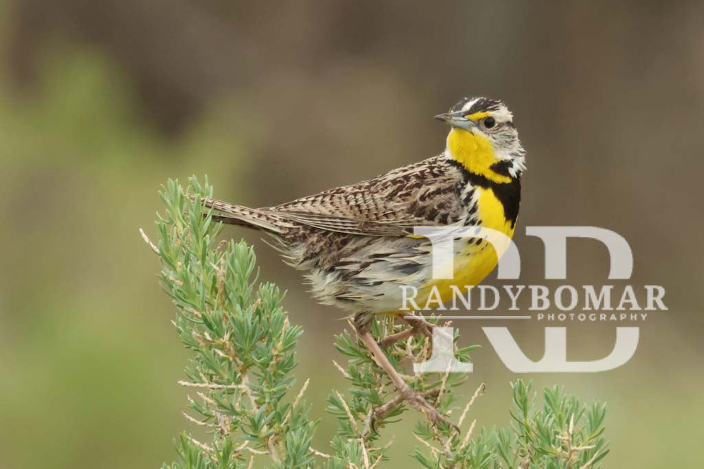 Meadowlark
