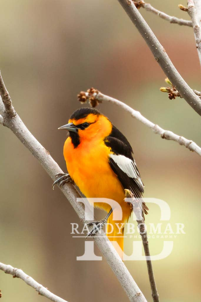 Oriole