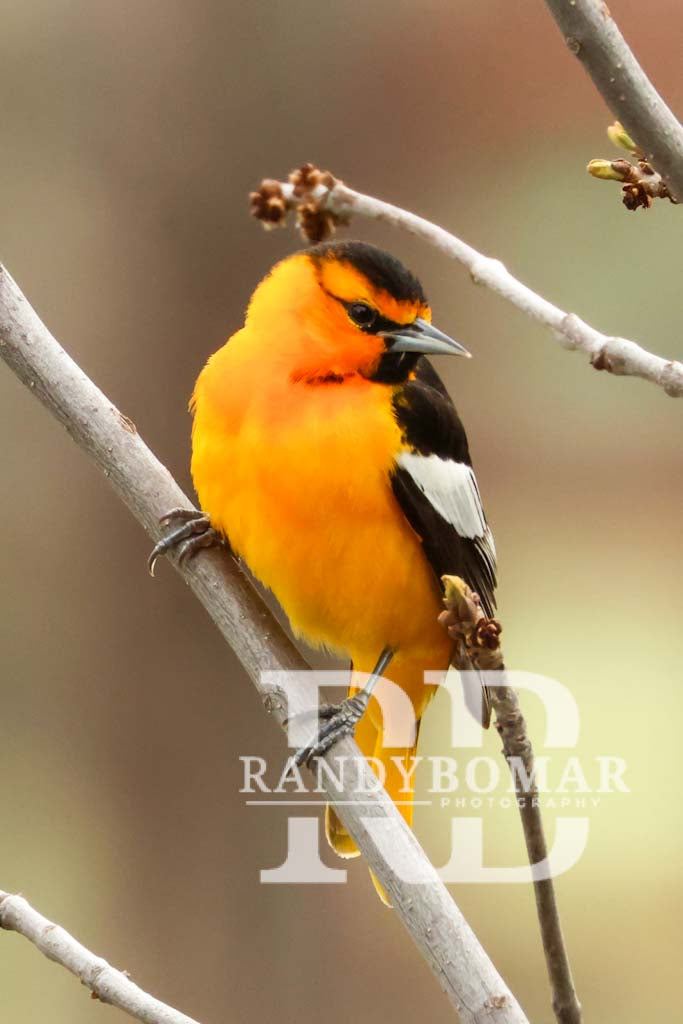 Oriole