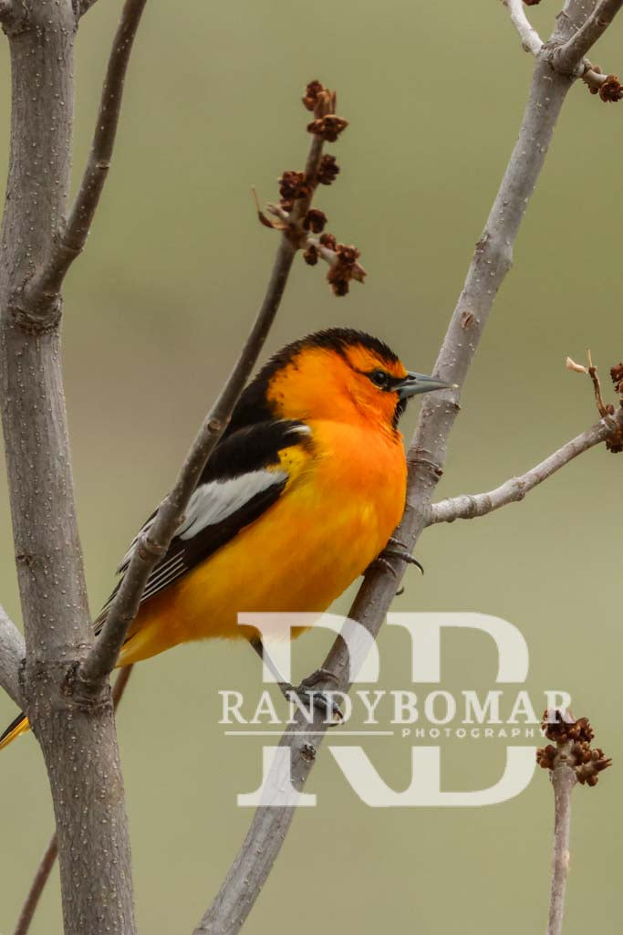 Oriole