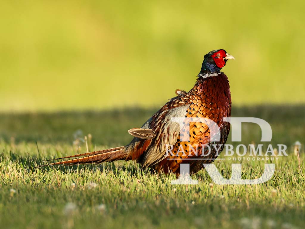 Pheasants