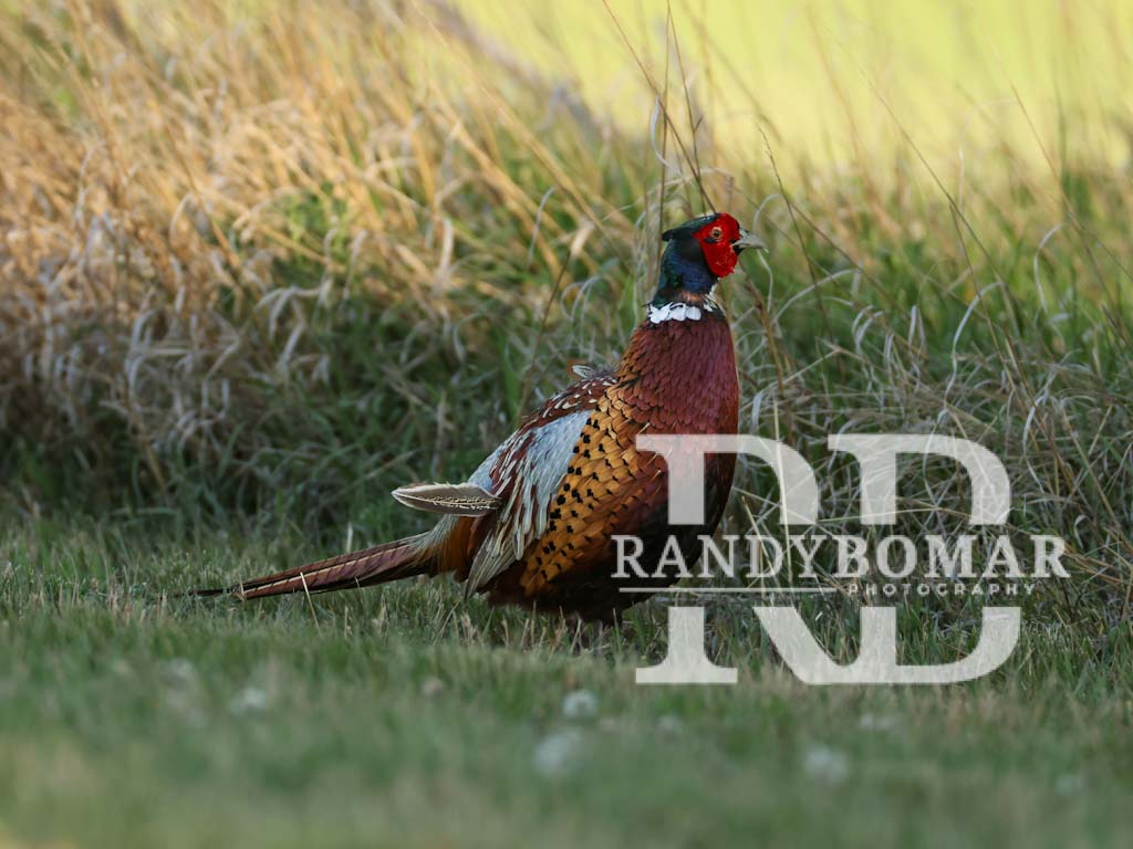 Pheasants