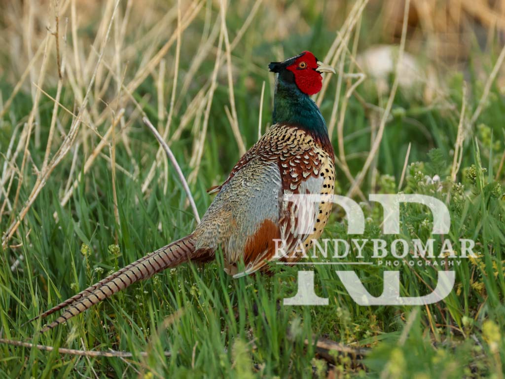 Pheasants
