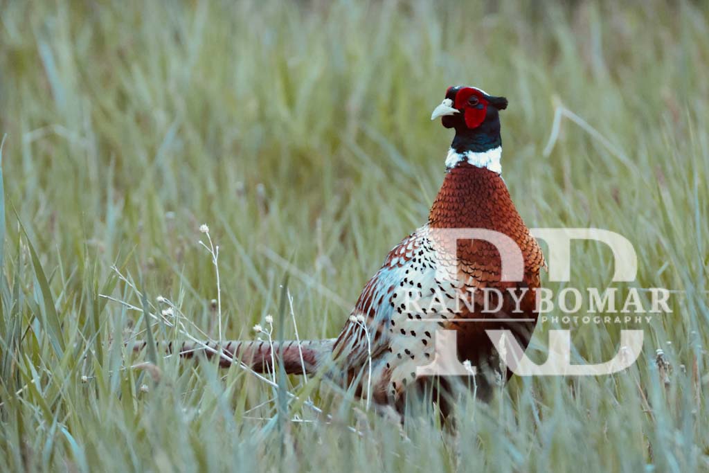Pheasants
