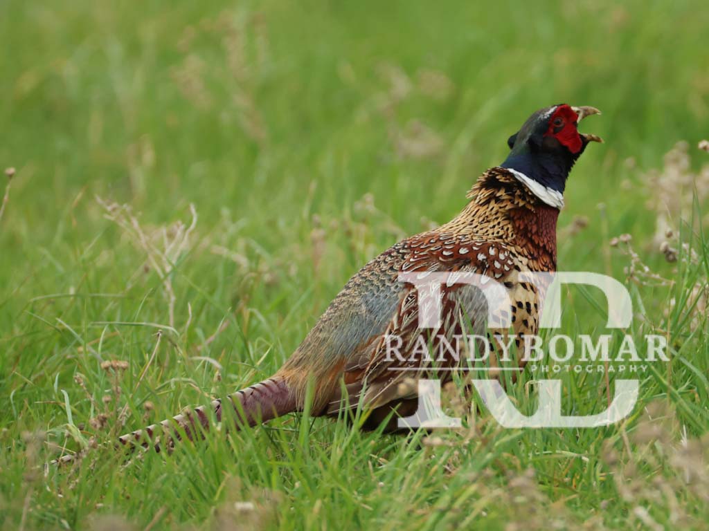 Pheasants