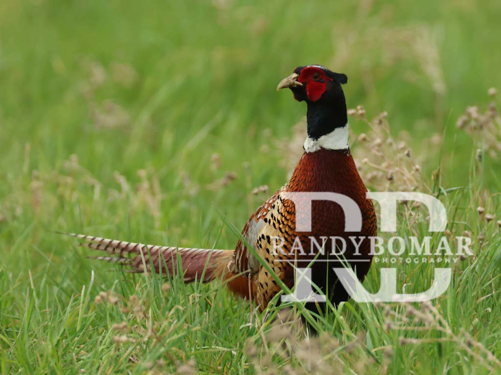 Pheasants