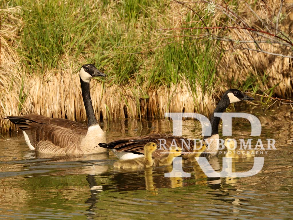 Waterfowl
