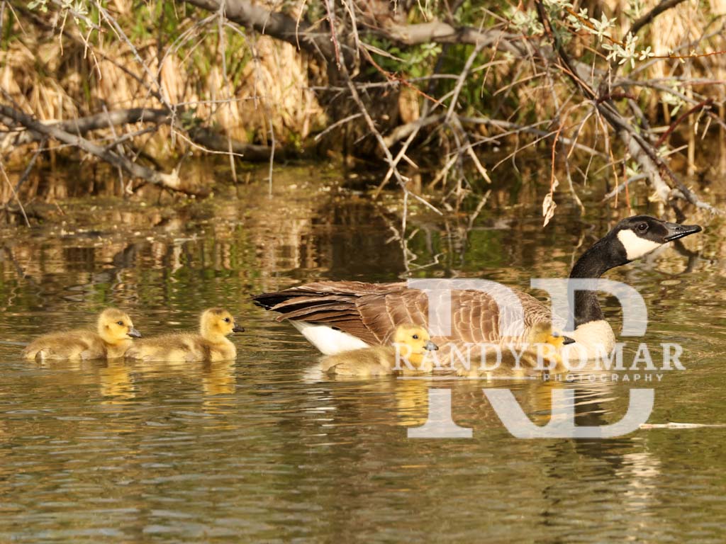 Waterfowl