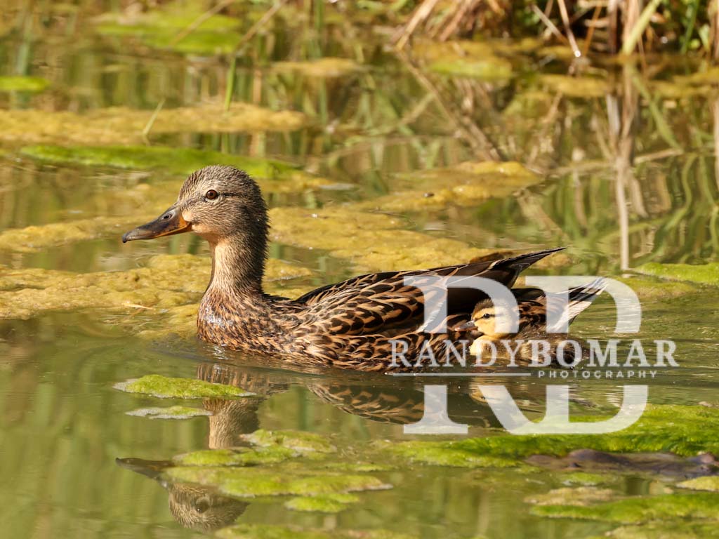 Waterfowl