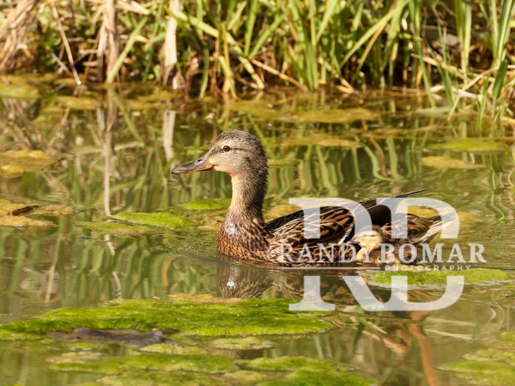 Waterfowl