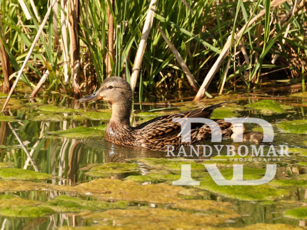 Waterfowl
