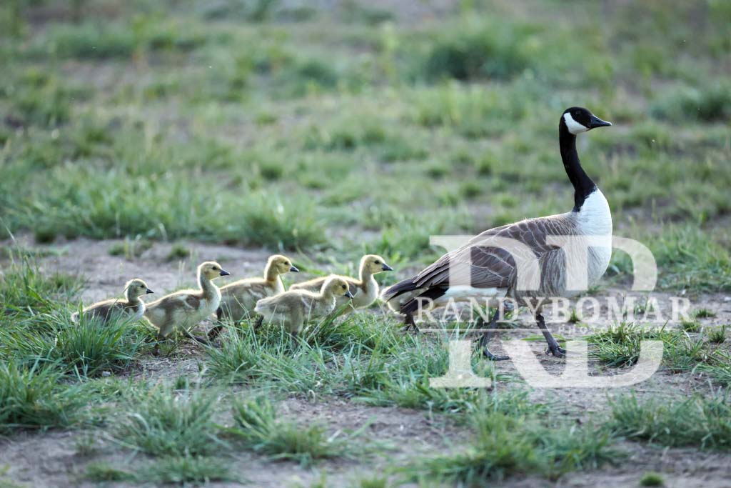 Waterfowl