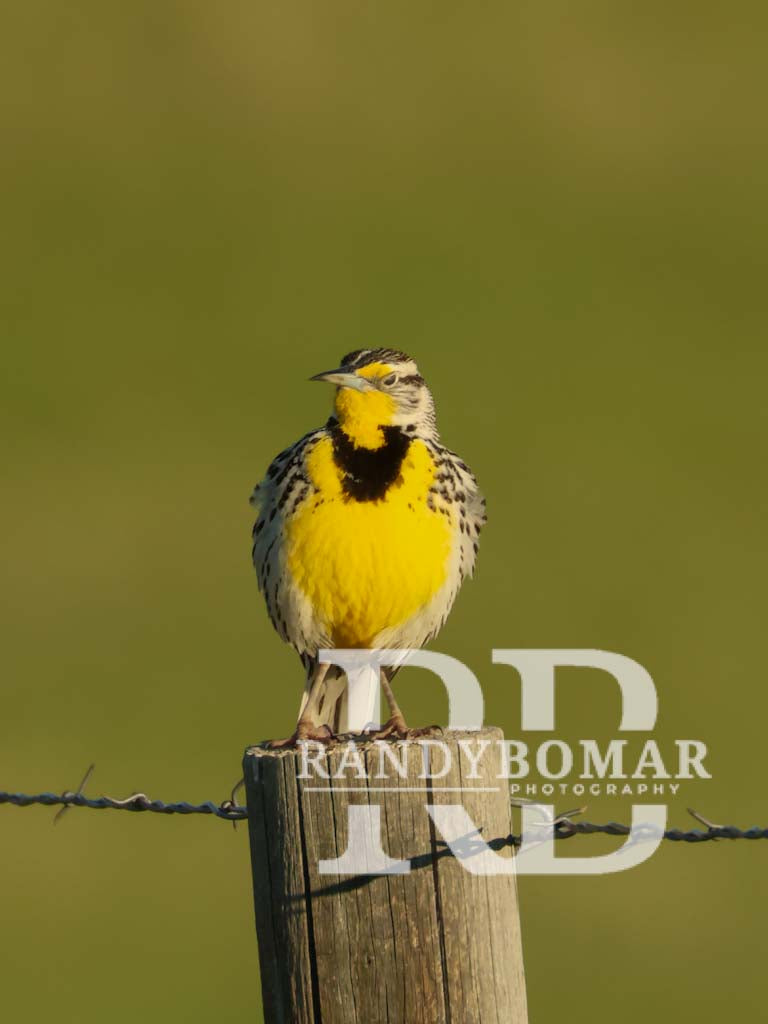 Meadowlark (Copy)
