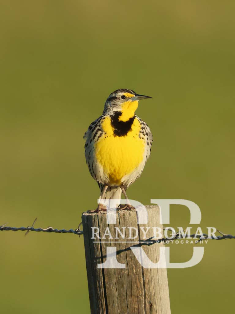Meadowlark