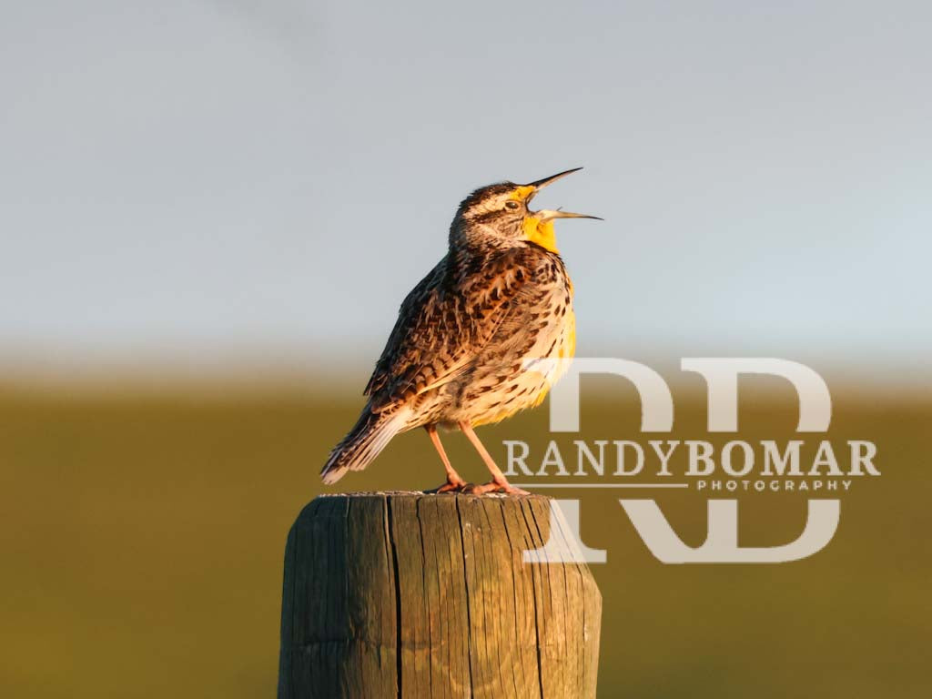 Meadowlark